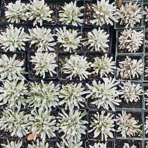 Meet your Posher, Aliya